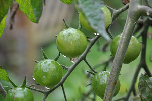 biophilia and counselling outdoors in nature totnes, paignton and newton abbot